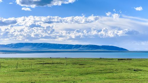 Bird Island of Qinghai Lake