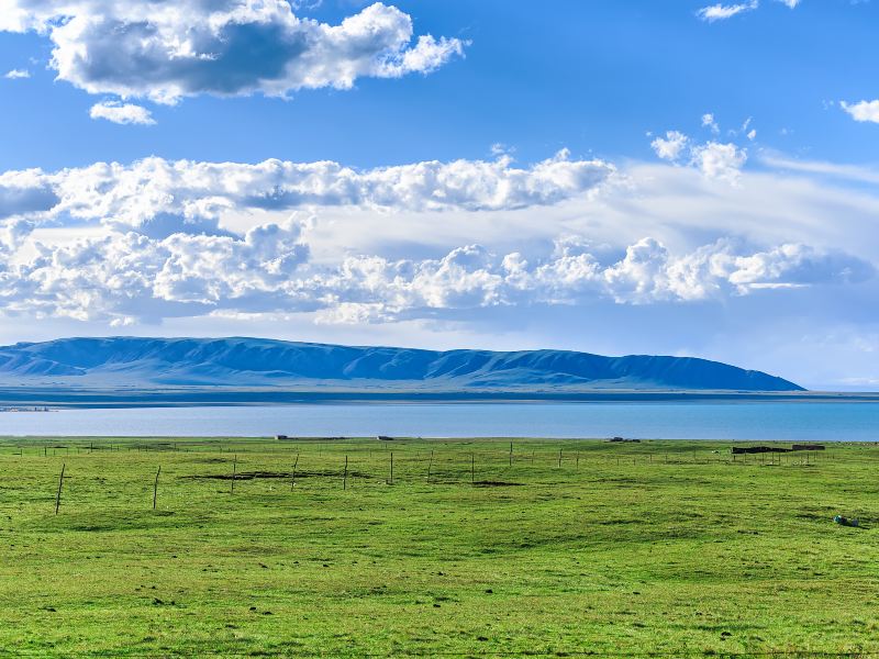 Bird Island of Qinghai Lake