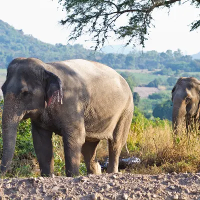 鄰近Radhanagari Wildlife Sanctuary的酒店