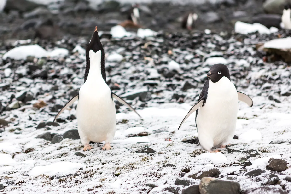 2_Cuverville Island Penguin Watching