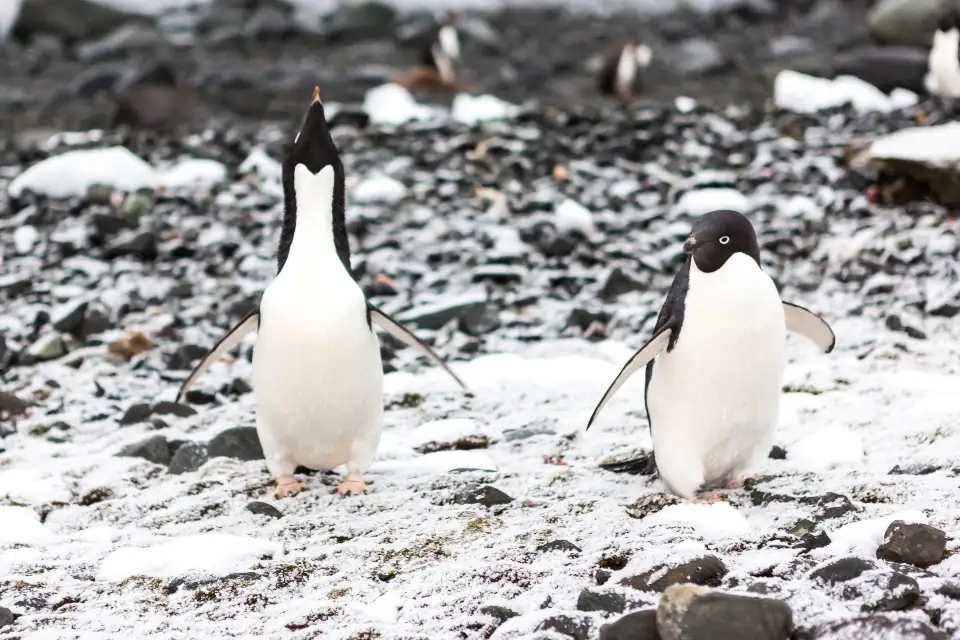 5_Cuverville Island Penguin Watching