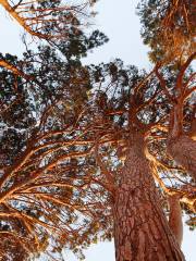 Reinhardt Redwood Regional Park