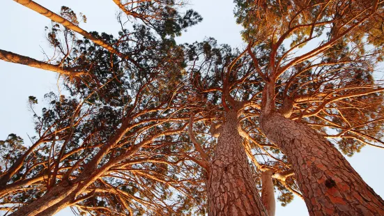 Reinhardt Redwood Regional Park