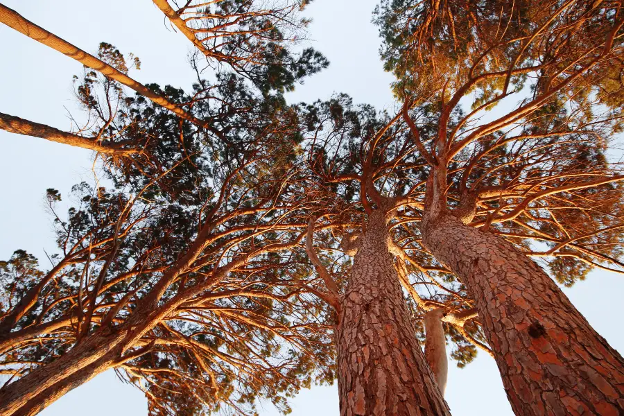 Reinhardt Redwood Regional Park