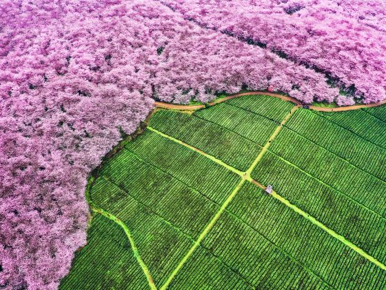 Cherry Blossom Garden in Pingba Farm