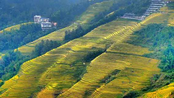 桂林龍脊梯田+金坑梯田一日遊【純玩8人小團|上門接駁】