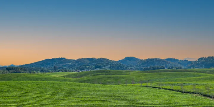 貴州湄潭象山茶博公園
