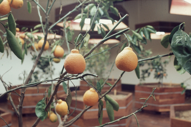 Survival Piece #5: Portable Orchard | New York