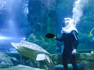 Seawalker