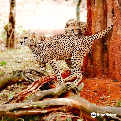 Nairobi Safari Walk
