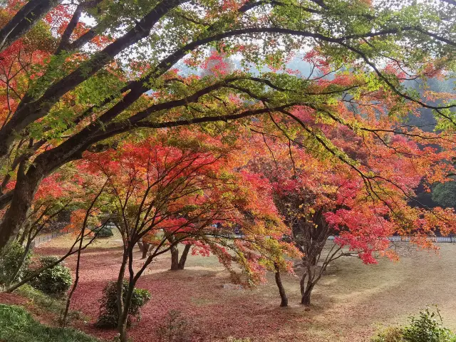 Maple Leaf Viewing in Lushan