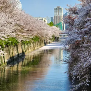 目黒川の桜並木