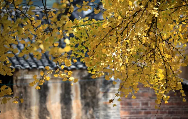 Ginkgo Viewing in Lingchuan
