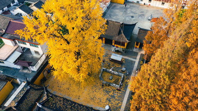 Ginkgo Viewing in Shanghai