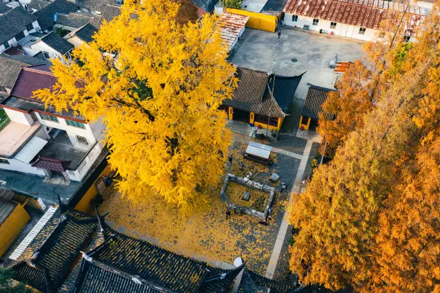 Ginkgo Viewing in Shanghai
