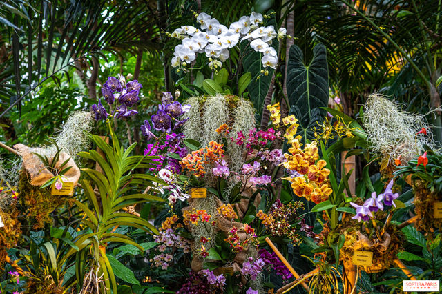 A Thousand and One Orchids 2025: the Jardin des Plantes flower show | Jardin des Plantes