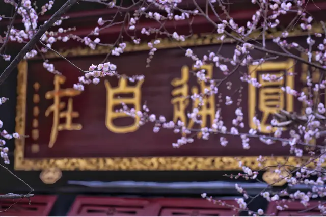 Plum blossom viewing in Chengdu