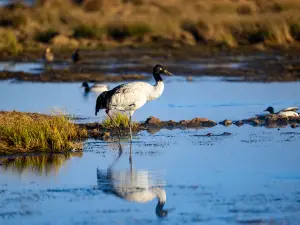 Dashanbao Black Neck Crane Nature Reserve