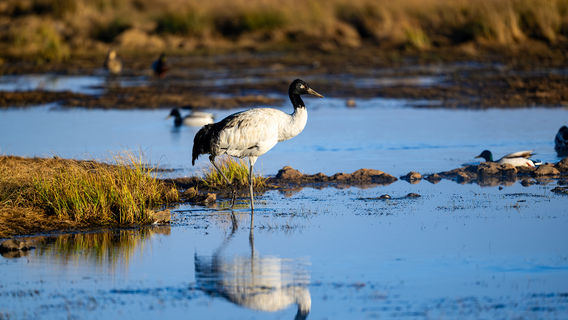 Dashanbao Black Neck Crane Nature Reserve