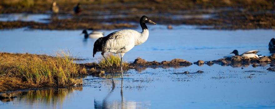Dashanbao Black Neck Crane Nature Reserve