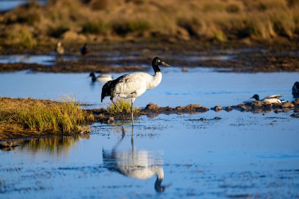 Dashanbao Black-necked Crane National Nature Reserve