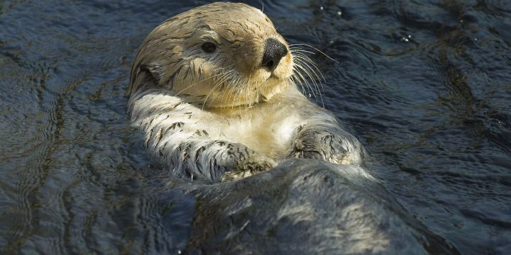 Vancouver Aquarium