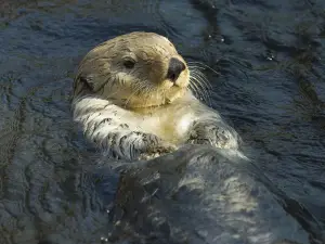 Popular Family-friendly Attractions in Vancouver