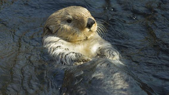 Vancouver Aquarium