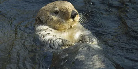溫哥華水族館