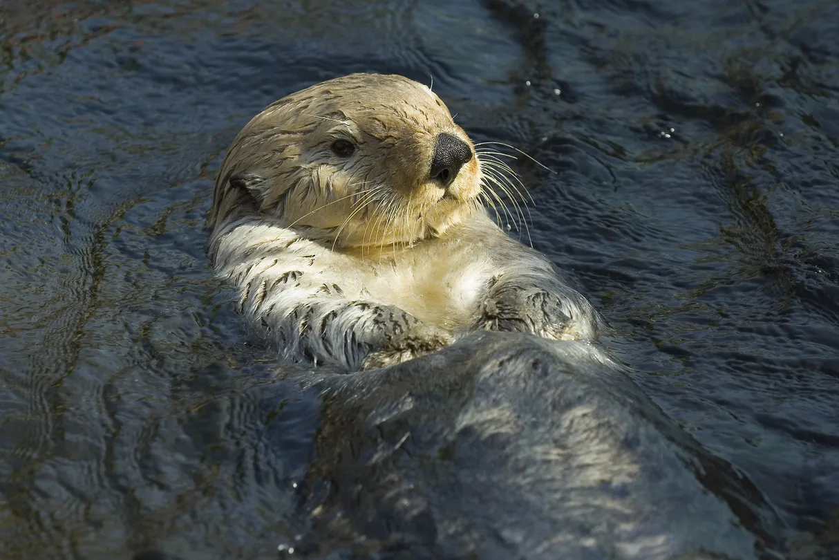 3_พิพิธภัณฑ์สัตว์น้ำแวนคูเวอร์