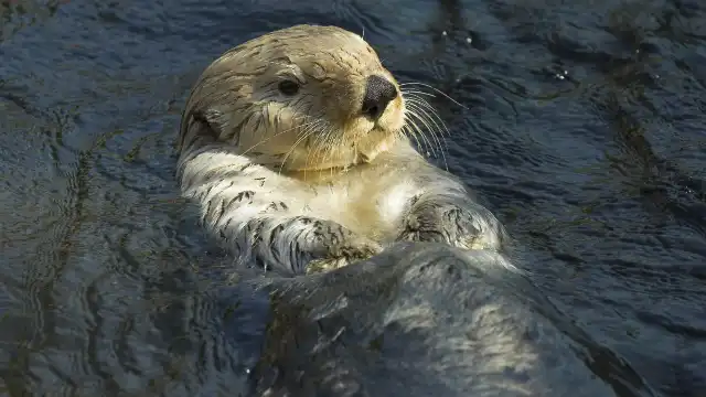 Vancouver Aquarium