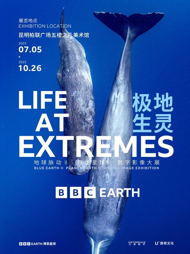 英國BBC EARTH 極地生靈數字影像大展 - 昆明站 | 昆明之幾美術館