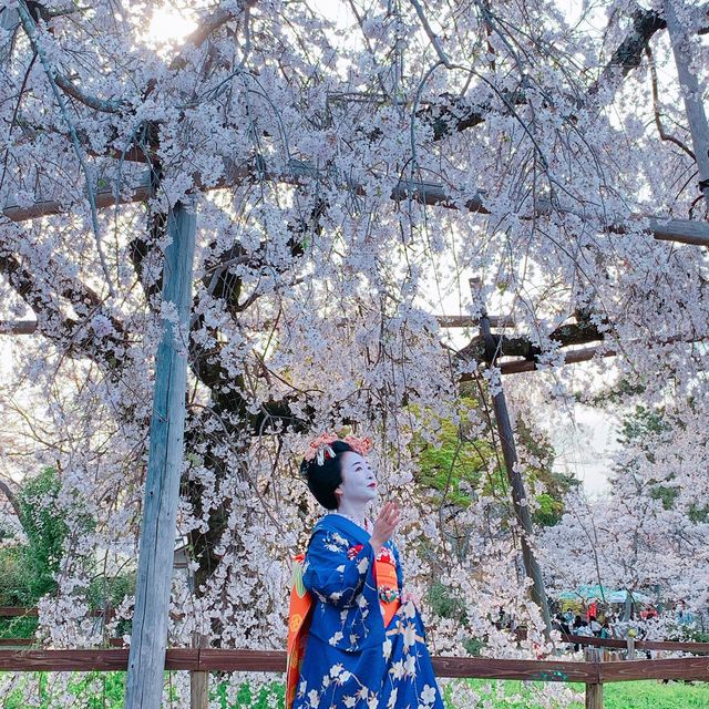 京都　円山公園　お花見の名所