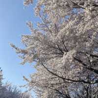 서울숲에서 산책하기