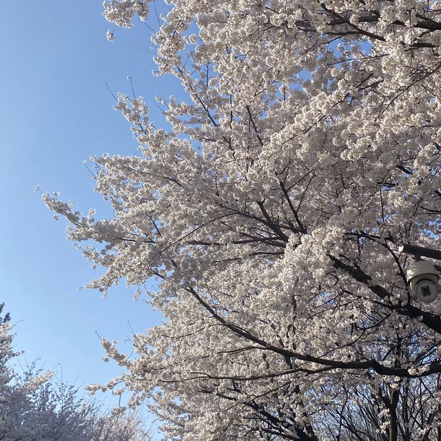 서울숲에서 산책하기