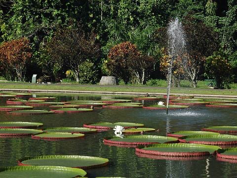 Bogor Botanical Gardens Travel Guidebook Must Visit Attractions In Paledang Bogor Botanical Gardens Nearby Recommendation Trip Com