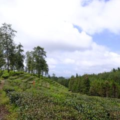 大地茶海餐廳張用戶圖片