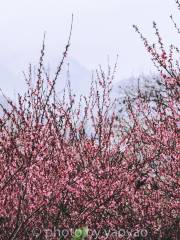 Peach Blossom Island, Anren