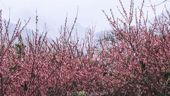 Peach Blossom Island, Anren