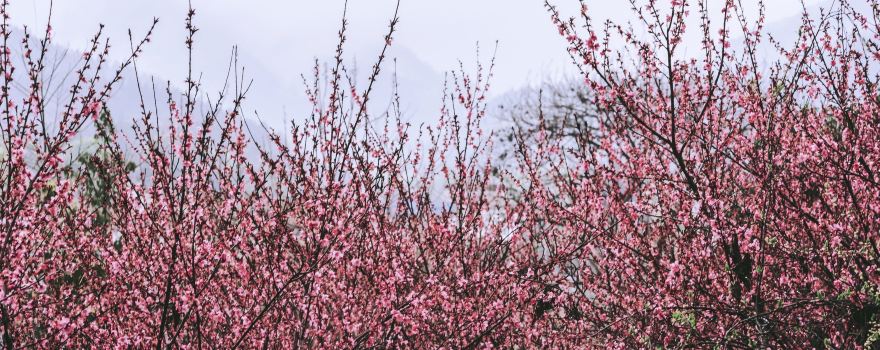 Peach Blossom Island, Anren