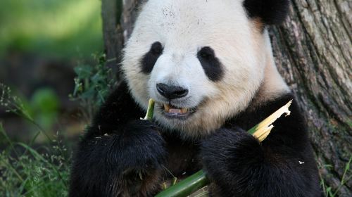 神戸市立王子動物園