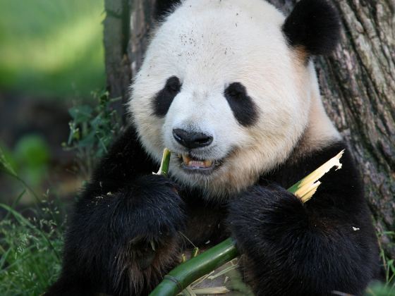 神戸市立王子動物園