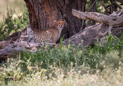 Kgalagadi South
