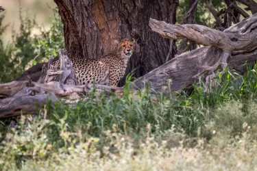 Kgalagadi South