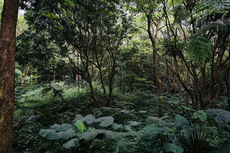 Guangxi Precious Tree Species Exhibition Garden