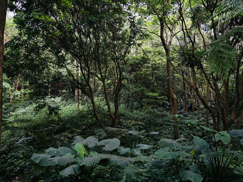 Guangxi Precious Tree Species Exhibition Garden