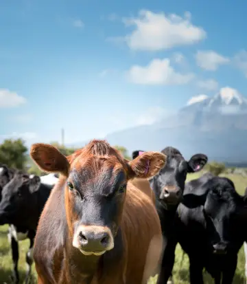 Egmont National Park