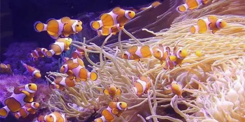 滄州海洋館門票成人