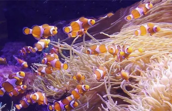 滄州海洋館門票成人