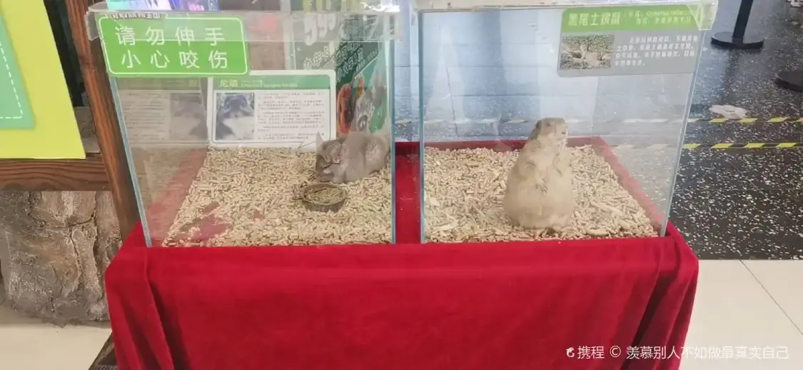 Hotels near Lulu World · Green Kaka Fantasy Animal Kingdom (Zibo Fuli Wanda Store)